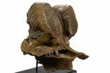 Adult Woolly Mammoth Upper Jaw - North Sea #337179-11
